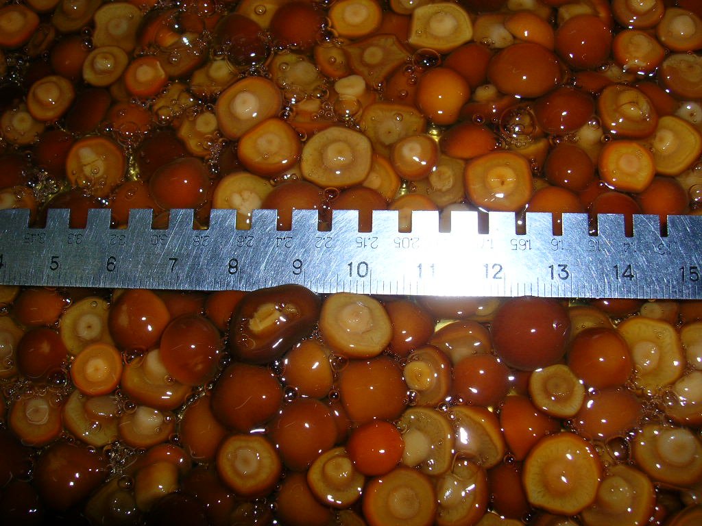 DSCN4408.JPG