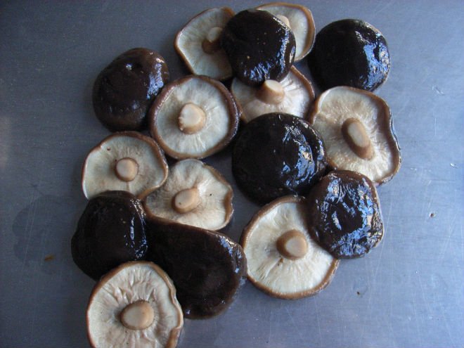 pasania fungus-4