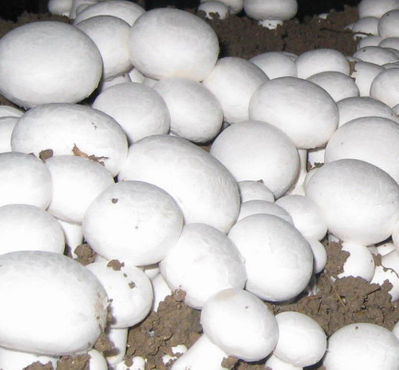 mushroom2