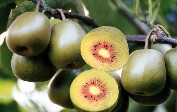 kiwi fruit new variety red heart kiwi fruit,China red kiwi fruit price