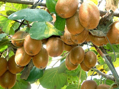 kiwi01