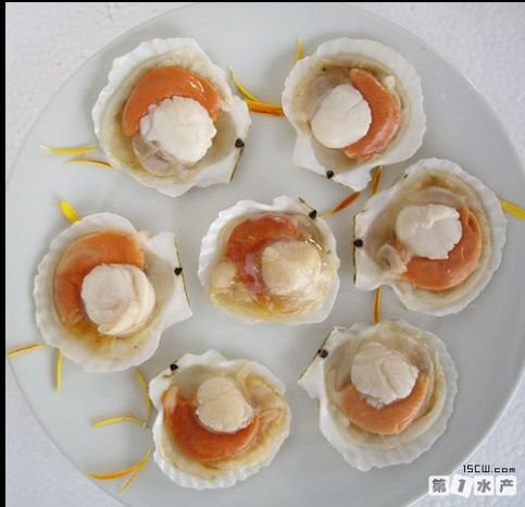 Sea scallop half shell