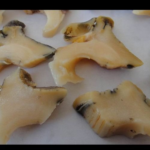 whelk05