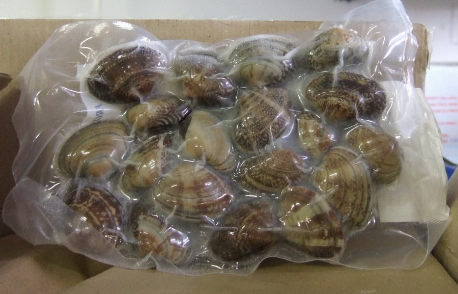 baby clam