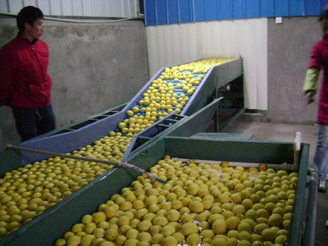 lemon