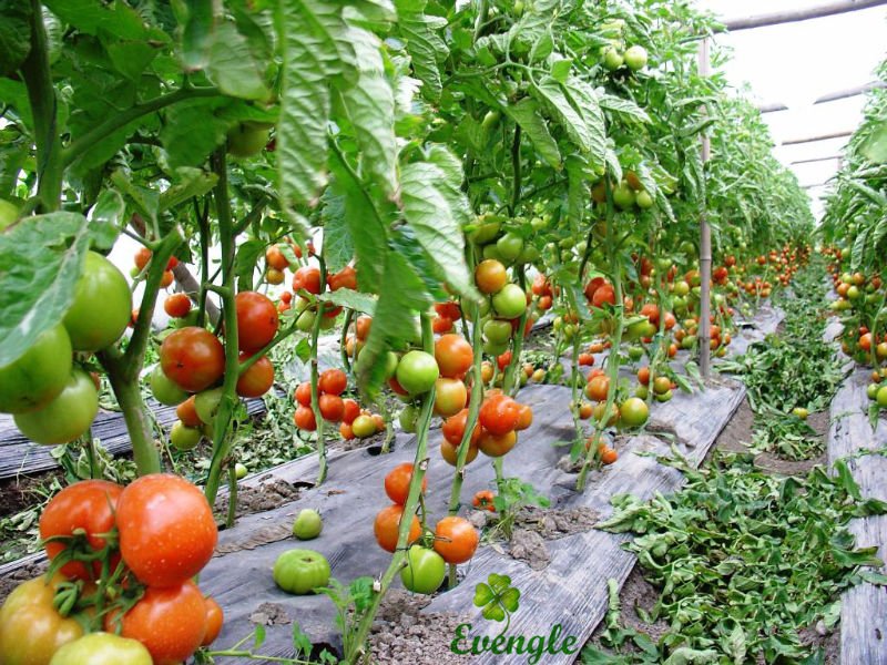 Fresh Tomato Israeli Tomato No Pesticide Residue No Heavy Metal,china 