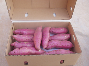 sweet potato 01.jpg