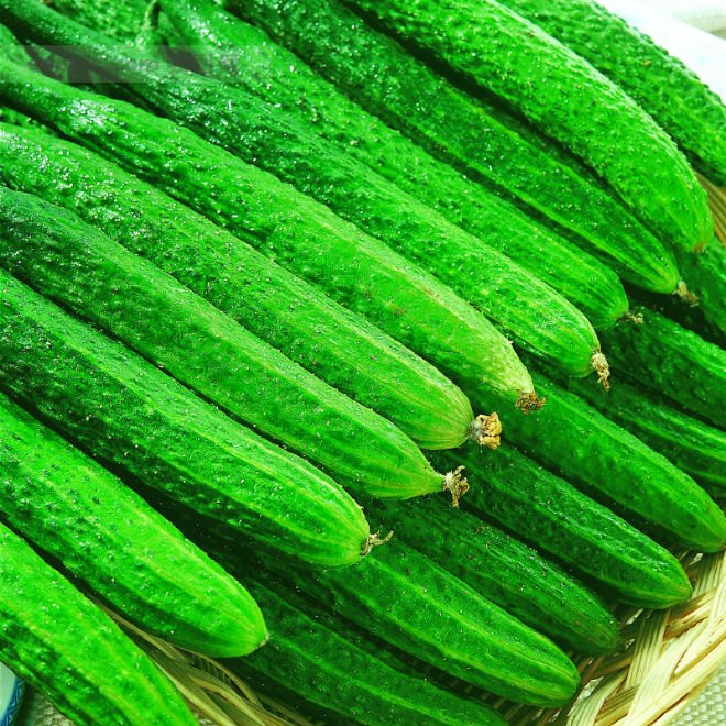 chinese-fresh-cucumber-products-china-chinese-fresh-cucumber-supplier