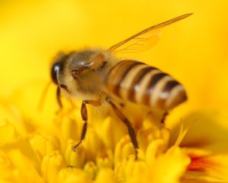 bee