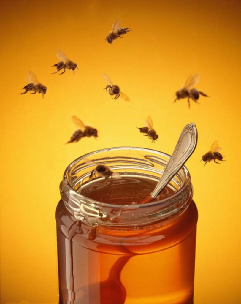 bee honey9