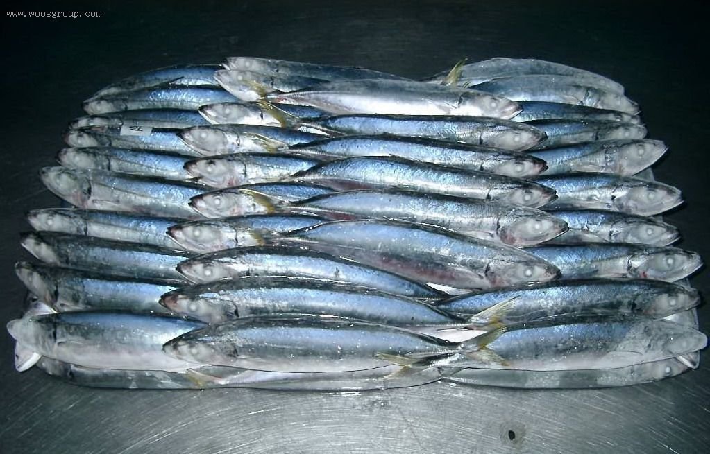Round Scad(trawling)2.jpg