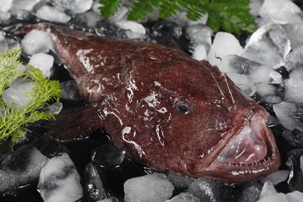 seafood monkfish tail