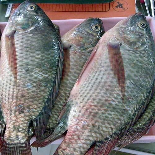 tilapia whole round.01jpg