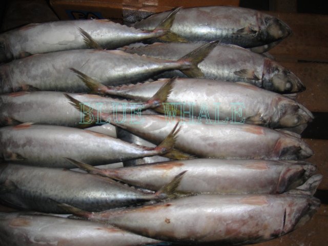 DSC01335