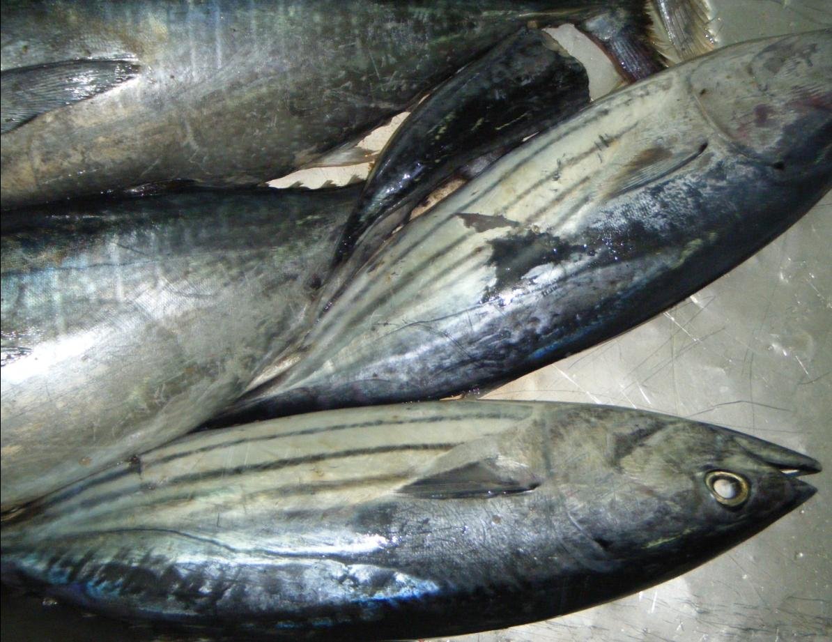 skipjack8483.jpg