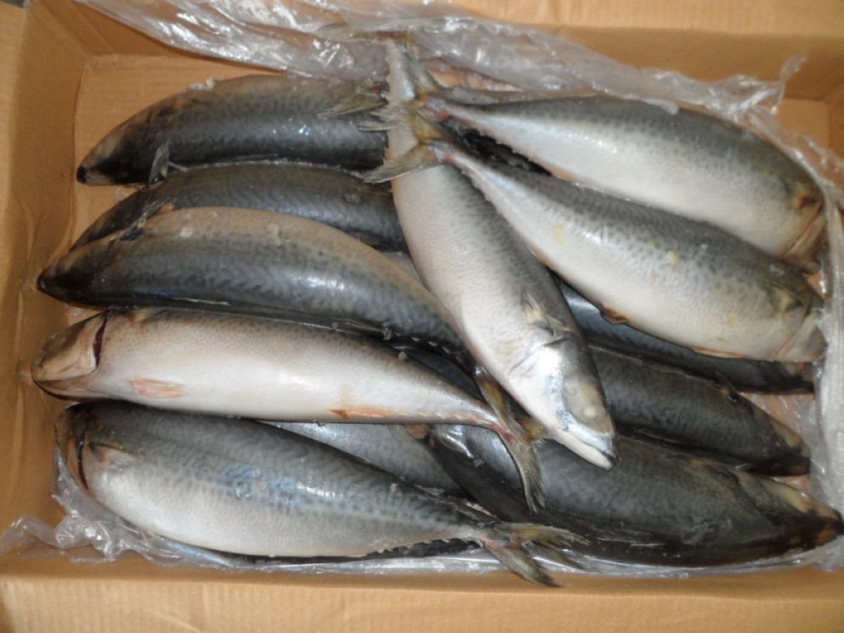 mackerel _1329.JPG