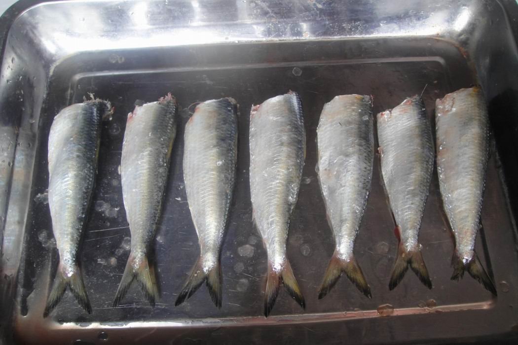 sardine HG2.jpg
