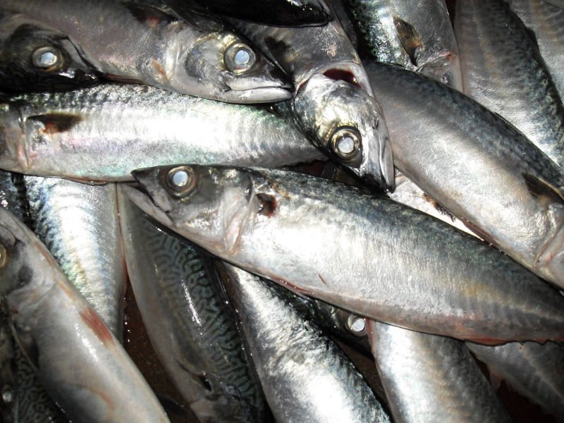 mackerel16541(500g up).JPG