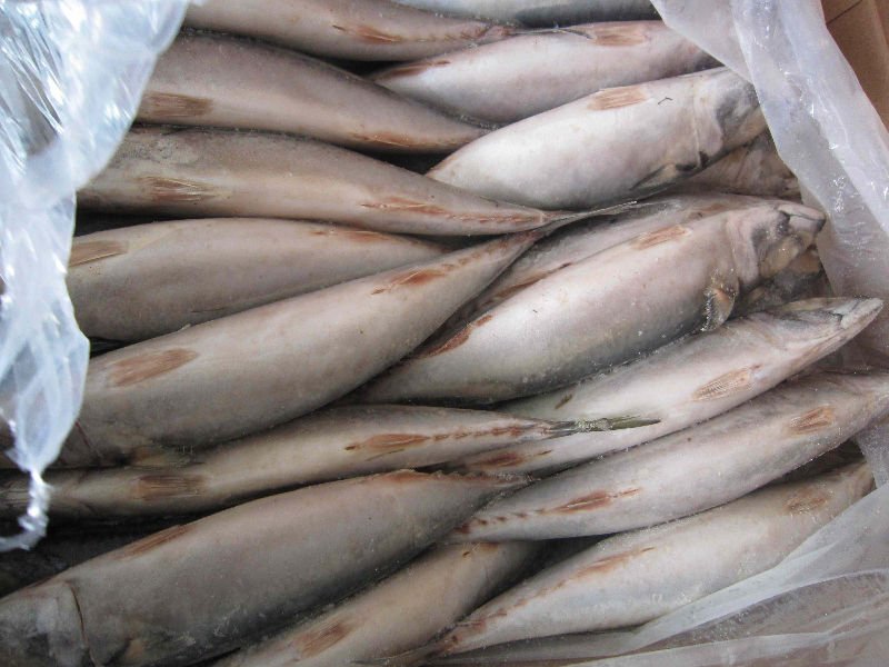 mackerel 300-500(@.jpg