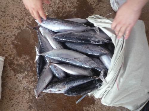  frozen bonito 300-500G.jpg