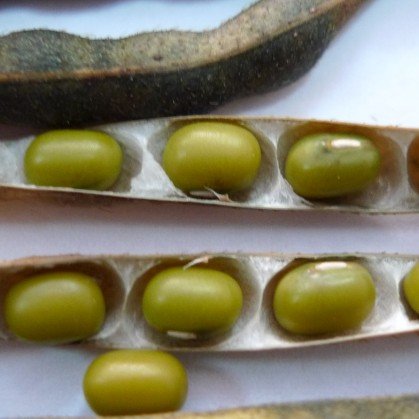 green mung bean..jpg