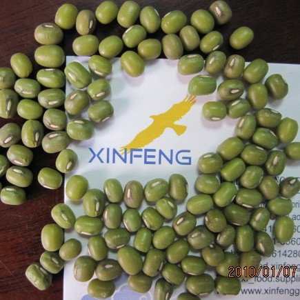 GREEN MUNG BEAN.333.jpg