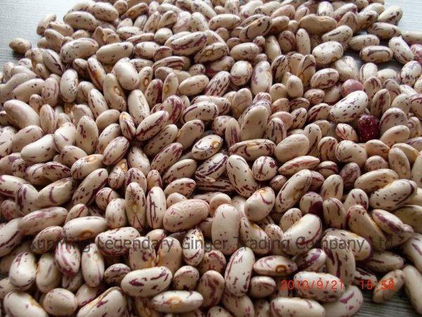 ligth speckled kidney beans
