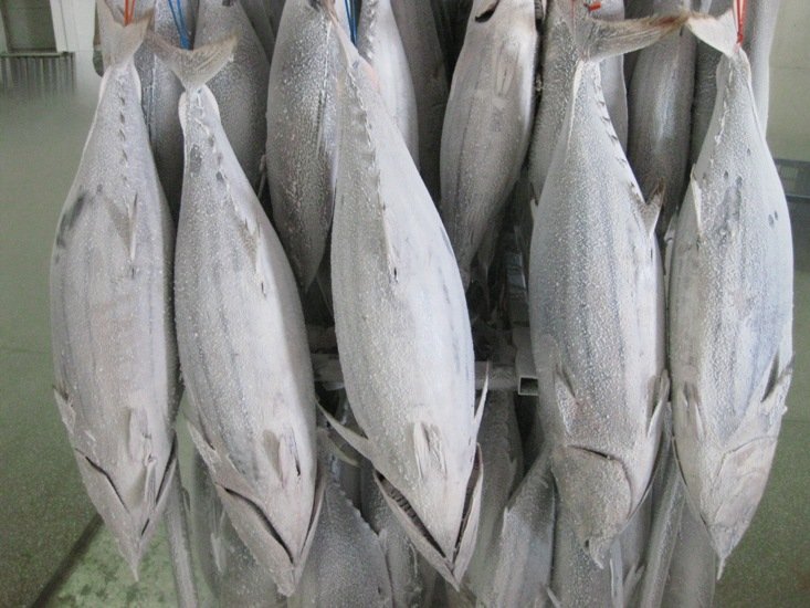 Frozen Skipjack Tuna Whole Roundvietnam Vsfdn012 Price Supplier 21food