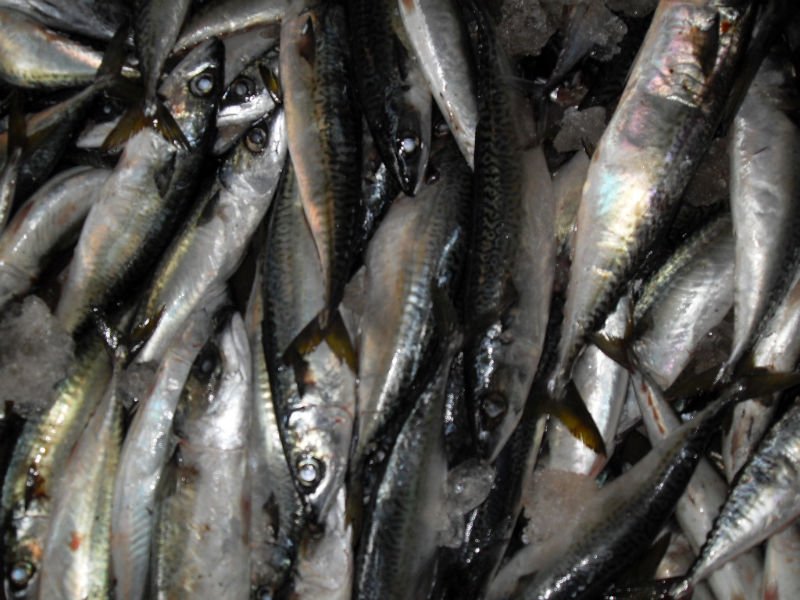 200-300g mackerel 4.JPG