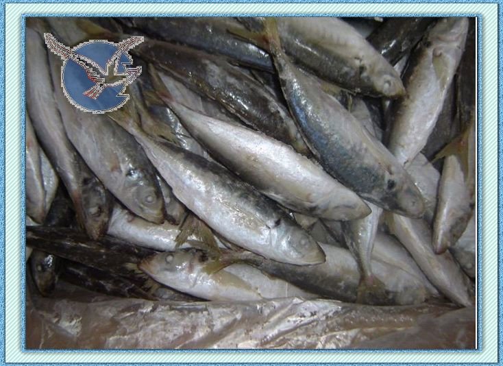round scad 2 (2).jpg