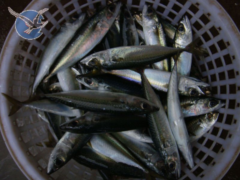 Pacific mackerel (18).jpg