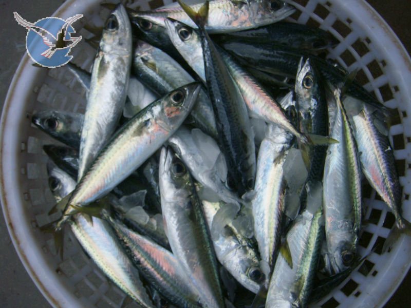 Pacific mackerel (10).jpg
