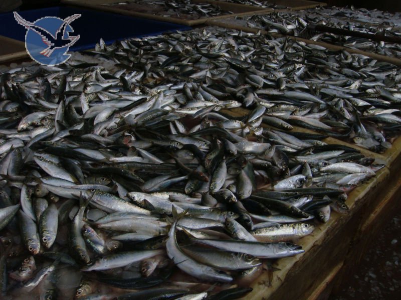sardine (17).jpg