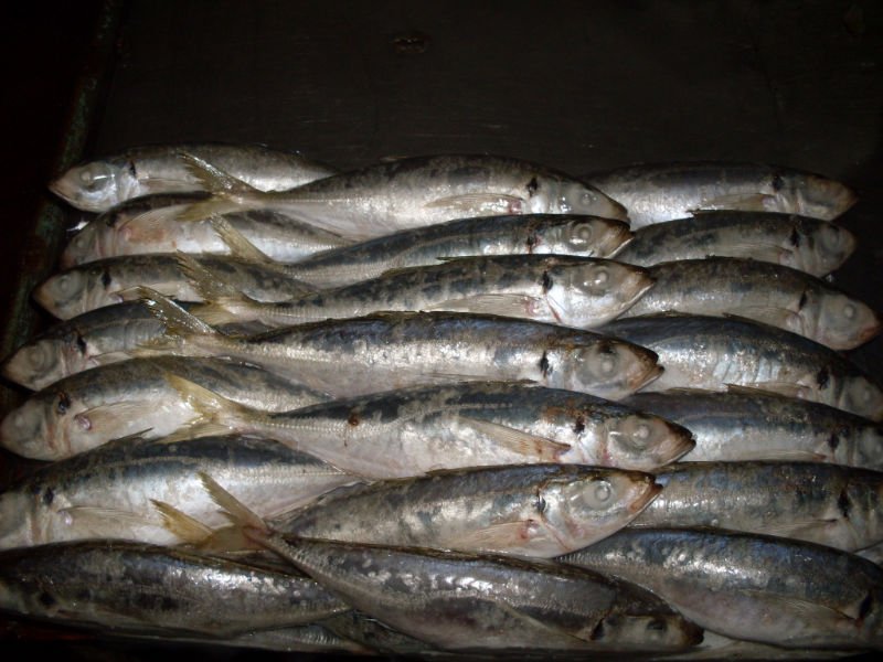 6-8round scad