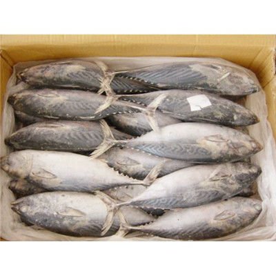 frozen-bonito-fish_.jpg