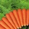 carrot6