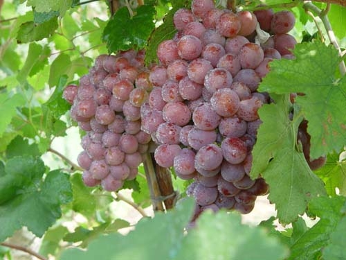 grape04.jpg