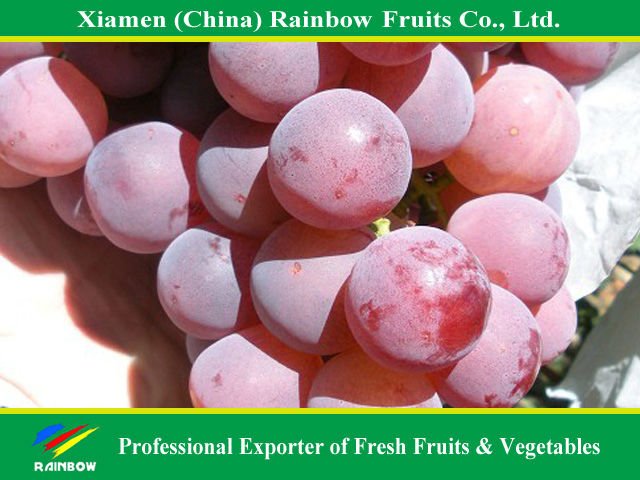 Red globe grape (2010.6)