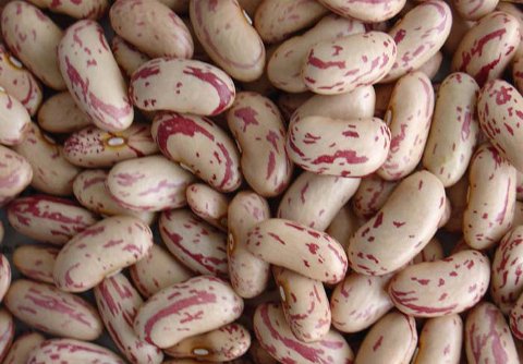 light speckled kidney bean