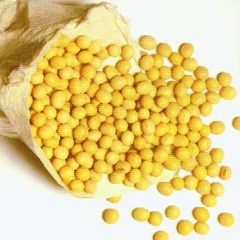soybean...jpg