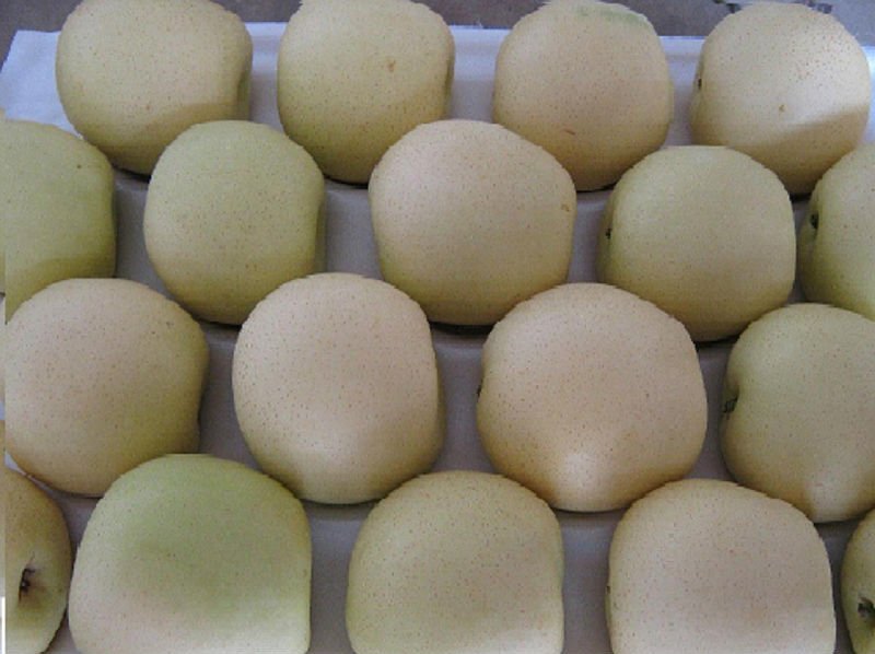 Golden pear