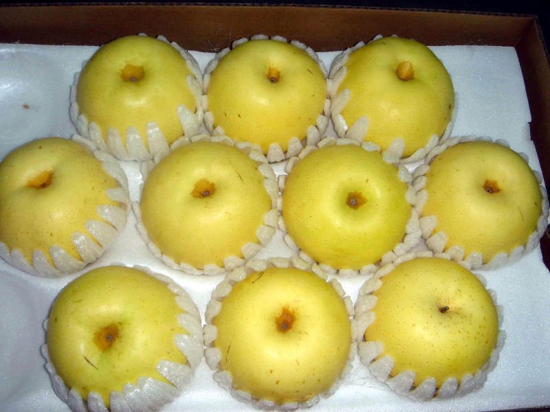 golden pear 5