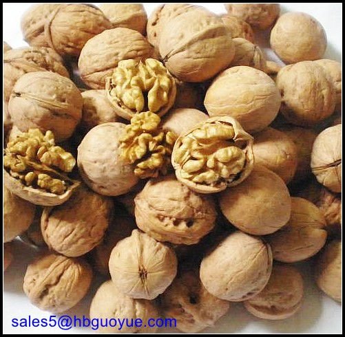Chinese-Walnuts 1.jpg