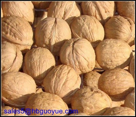 fresh walnuts 3 .jpg