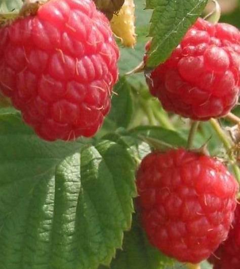 raspberry plan1.jpg