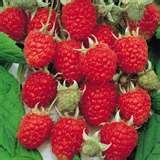 2010 raspberry