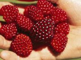 -handful-of-salmonberries-rubus-spectabilis.jpg