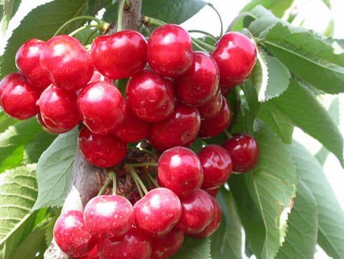 cherry1.jpg