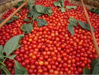 cherry3.jpg