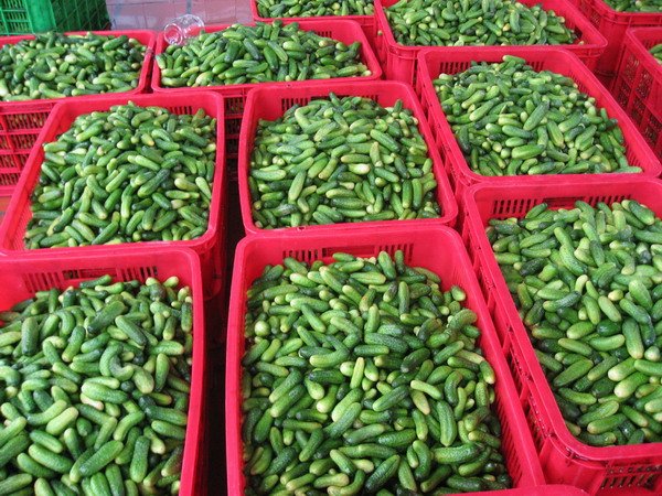 Cucumber